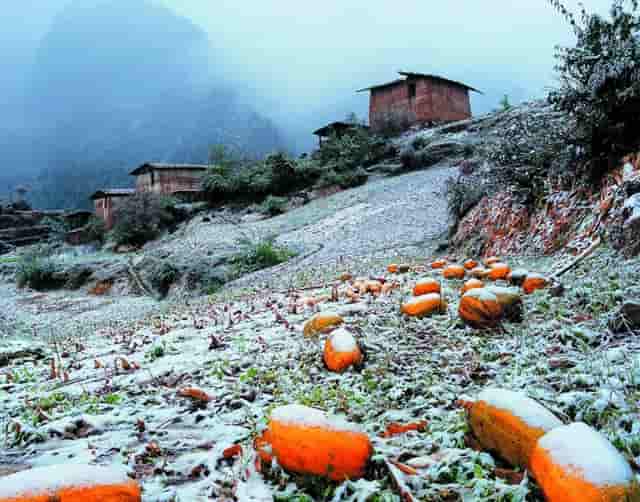 袖虎宠物传授品牌宠物店如何解决臭味问题！