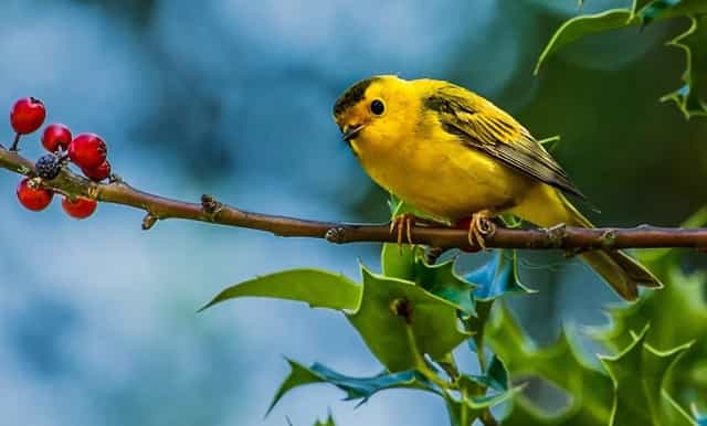宠物行业的品牌优势，袖虎究竟能带来什么？