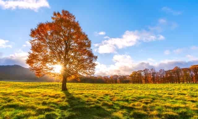 袖虎新养宠防坑：小心感冒变成猫鼻支