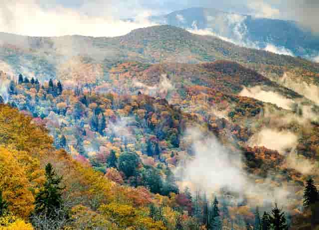袖虎养猫疑问：它居然流红色的泪？！