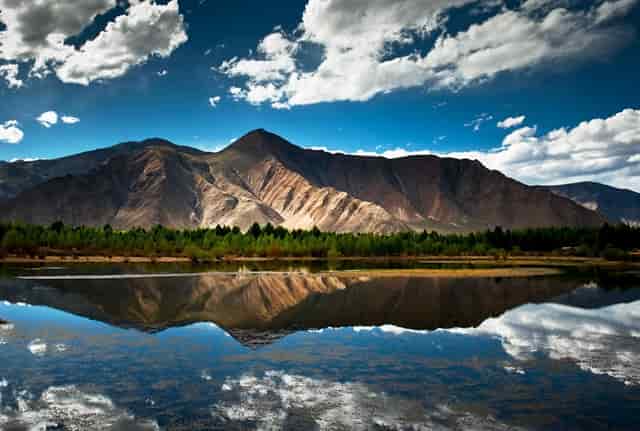 袖虎病狗攻略：狗狗鼻炎别大意