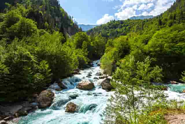 袖虎病猫攻略：猫杯状病毒的特点是什么