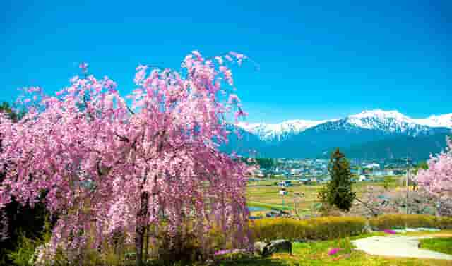 蔡嘉珍成功註冊理財規劃師，邁出專業領域新里程碑