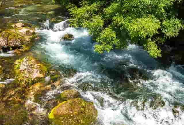 袖虎病狗攻略：为什么好好的小狗到家几天就S了？